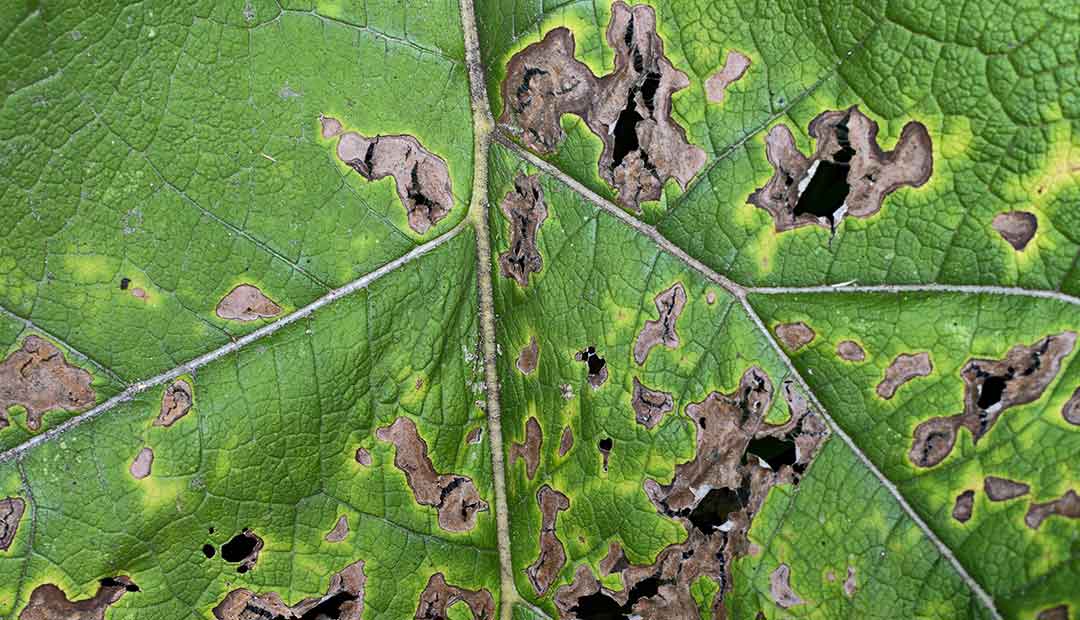 Diseased leaf — crop disease detection