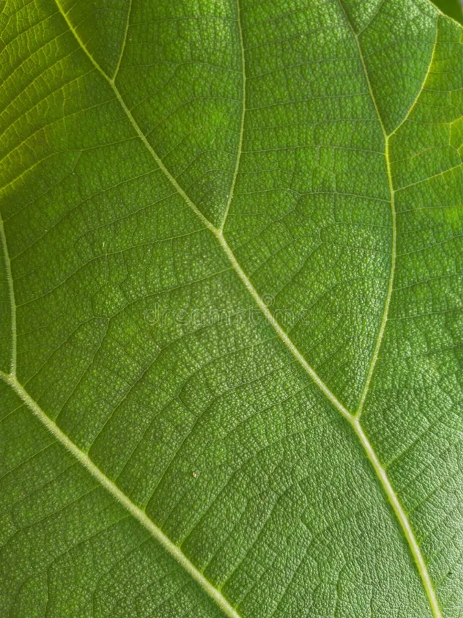 Healthy leaf close-up